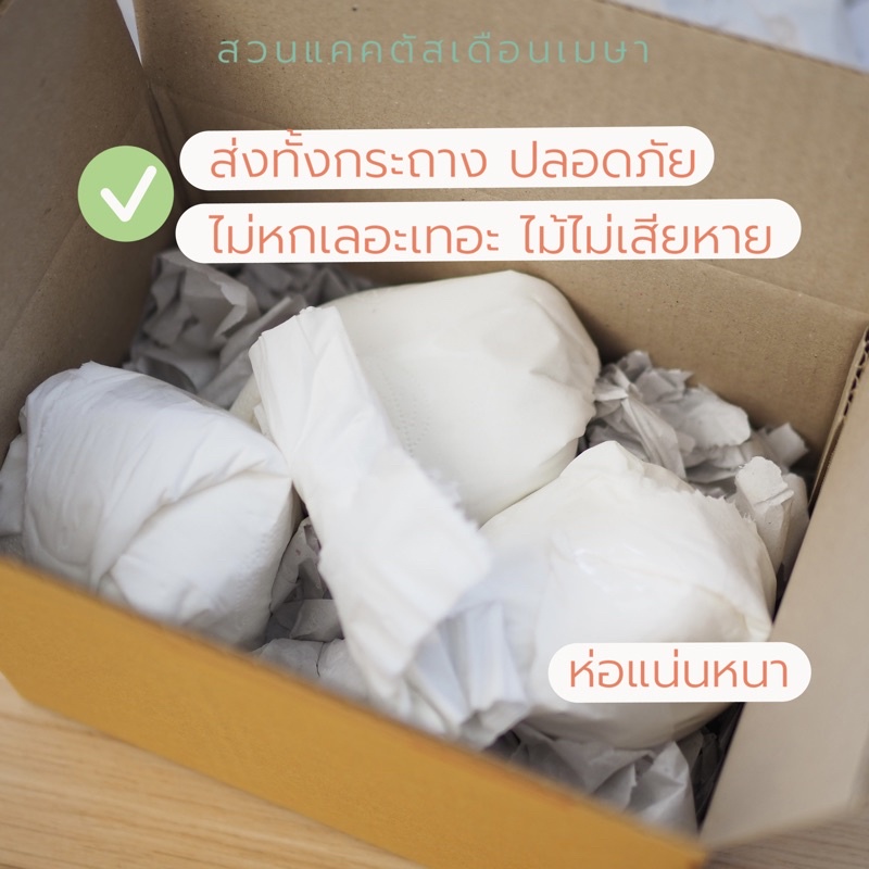 แมมแม่เฒ่า แคคตัส แบบพอต คุ้มๆในกระถาง 2.5” ส่งทั้งกระถางเลยค่ะ 🪴 - รูปที่ 6