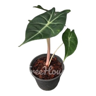 แก้วก้านชมพู (Alocasia Pink Dragon) กระถาง 6 นิ้ว