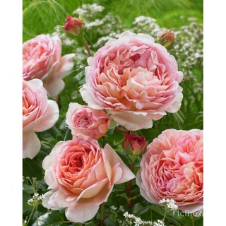 （คุณภาพสูง เมล็ด）ชุดพร้อมปลูกกุหลาบAbraham Darby/มะเขือ ผัก ปลูก สวนครัว คละ/มะเขือ DQFZ