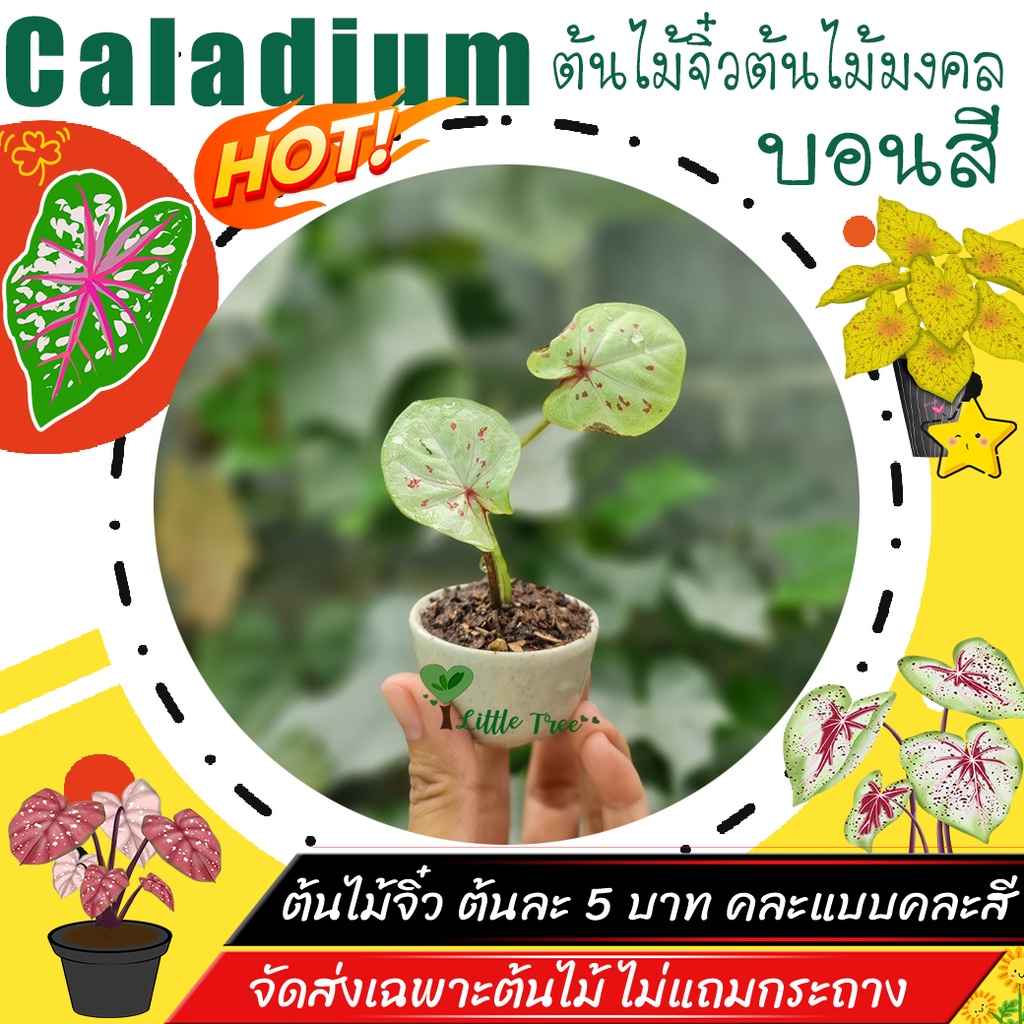 Caladium 5 บาท ซื้อ 2 แถม 1 ต้นไม้มงคล ต้นไม้ฟอกอากาศ Caladium
