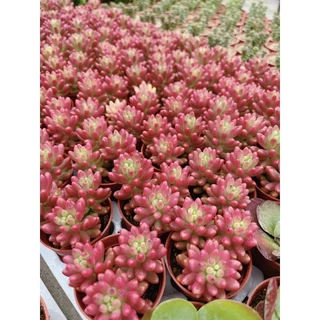 Sedum rubrotinctum Jelly been ด่างแดงเข้าใหม่สวยๆจ้า