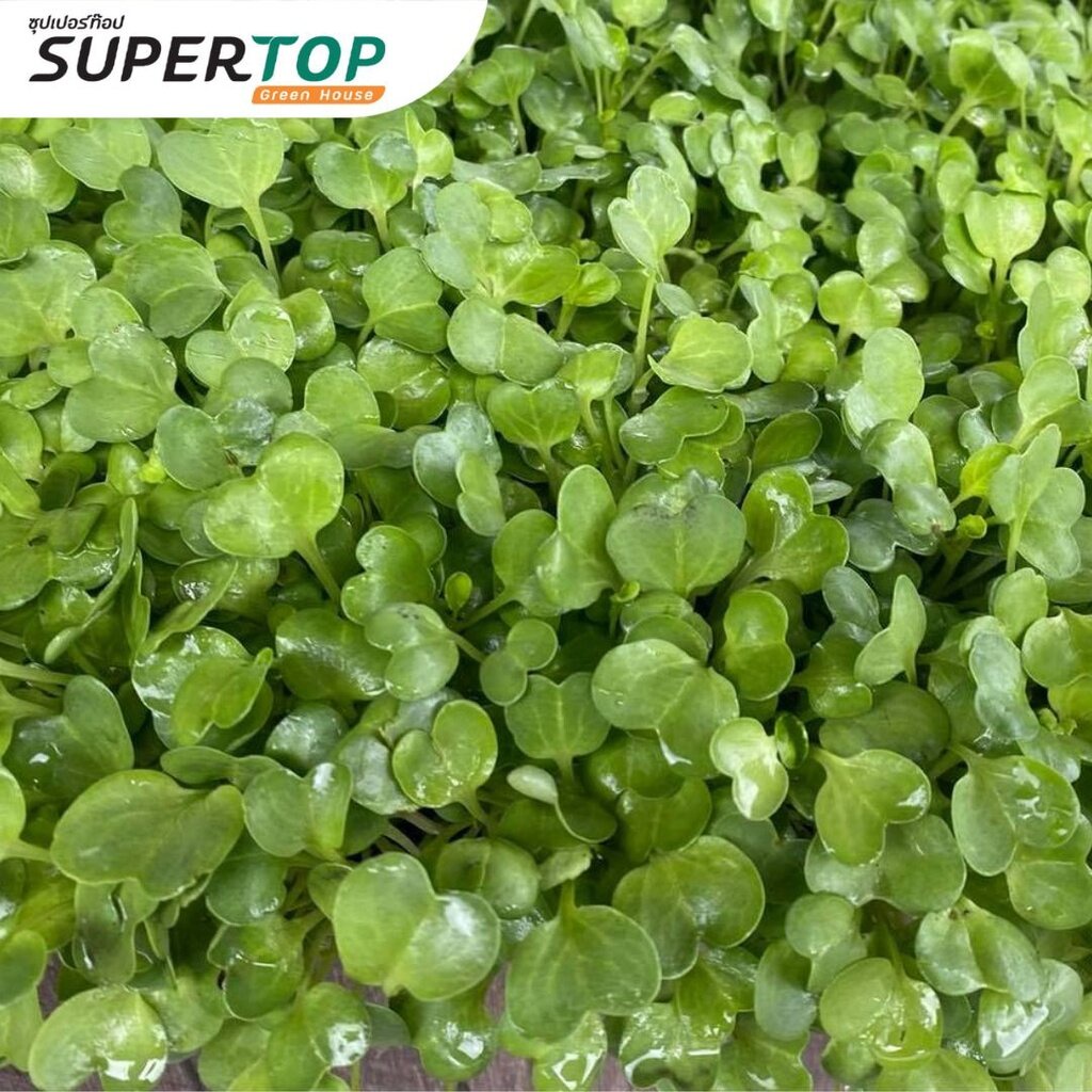 เมล็ดเพาะต้นอ่อน ไควาเระ (White Radish Microgreen) SUPERTOP ขนาด 1 KG. - รูปที่ 6