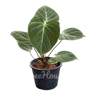 ฟิโลเดนดรอน เอลโชโคเรด ใบกำมะหยี่ หลังใบสีแดง (Philodendron El Choco Red) กระถาง 6 นิ้ว