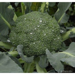 （คุณภาพสูง เมล็ด）โตไว ปลูกง่าย ประเทศไทย พร้อมสต็อก เมล็ด บรอคโคลี Broccoli Seed 200pcs เมล็ด/ง่าย ปลูก สวนครัว /ผักชี K