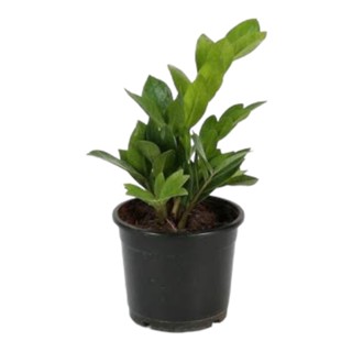 กวักมรกตเขียวในกระถาง 6 นิ้ว / Zamioculcas Zamifolia pot 6