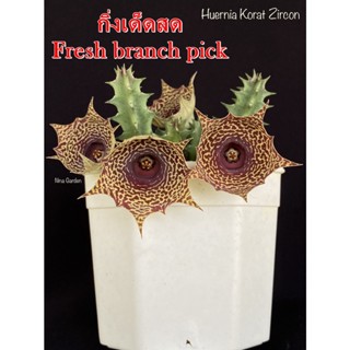 เก๋งจีน Huernia Korat Zircon *กิ่งเด็ดสด* แคคตัส ไม้อวบน้ำ Cactus and Succulent