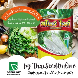 พิเศษ!! ปรับเพิ่มความหวานอีก15% เมล็ดพันธุ์ข้าวโพดลูกผสม ข้าวโพดข้าวเหนียวสโนว์ไวท์ ตราซีดไลน์ Waxy Corn