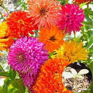 ผลิตภัณฑ์ใหม่ เมล็ดพันธุ์ จุดประเทศไทย ❤Now 20 seeds! Giant Cactus Zinnia Flower Seeds (Mixed Colors)เมล็ดอวบอ้ว/ผักชี J