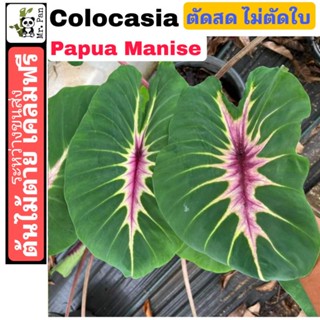 Colocasia Papua manise ตัดสดไม่ตัดใบ โคโลคาเซีย ปาปัว เเมนิส