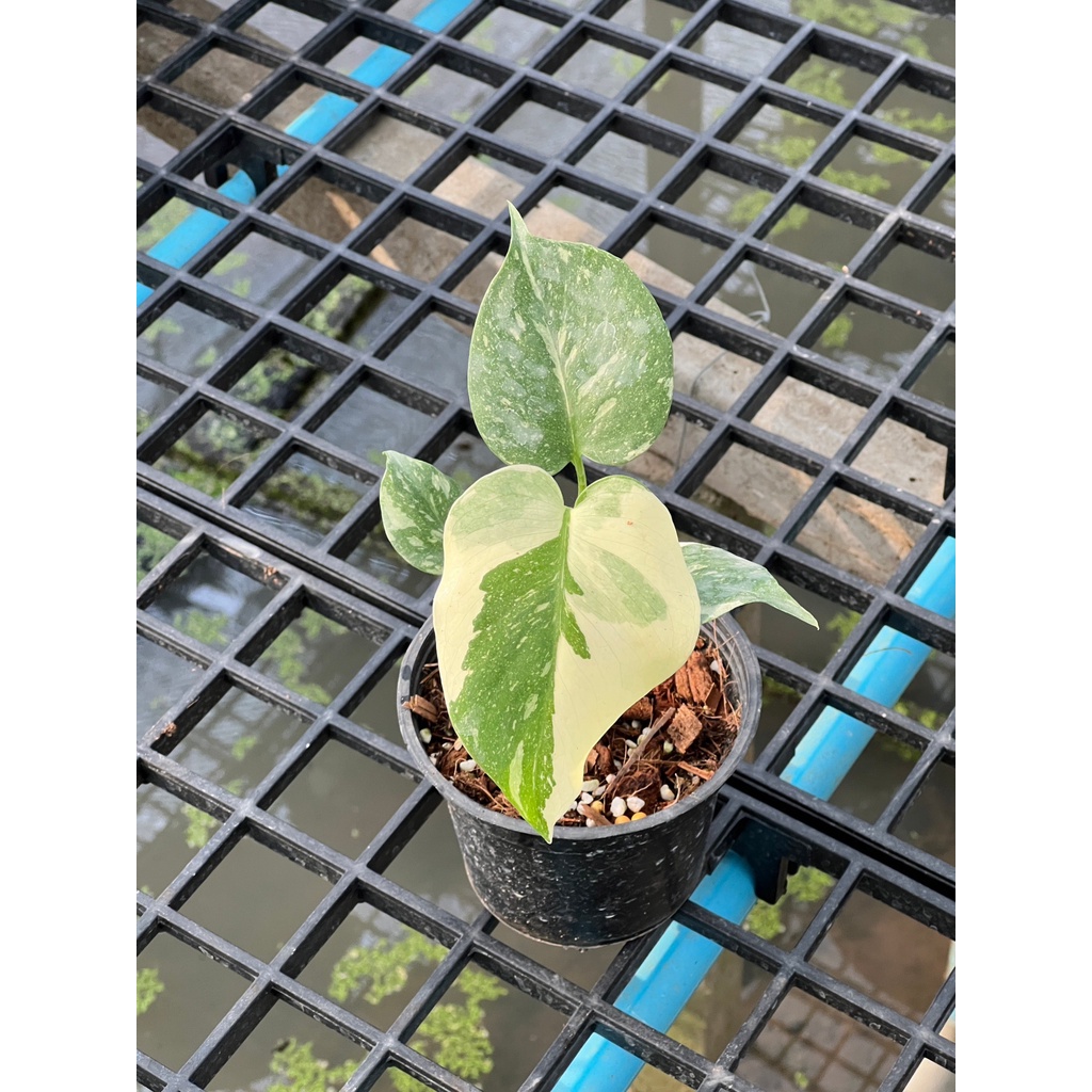 มุมมอง 4