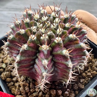 (R15) ต้นยิมโนหน้ายับ ลูก Trex ไม้เมล็ด - (gymnocalycium) - แคคตัส/ง่าย ปลูก สวนครัว เมล็ด/มะเขือ 4SIV