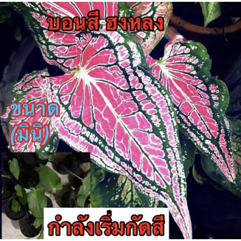 บอนสี สวยๆราคาถูก บอนสีฮงหลง 1 แถม 1 ฟรี ลดราคาเหลือ 44 บาท ขนาดต้นมินิ กำลังเริ่มกัดสี จัดส่งกระถาง3นิ้ว