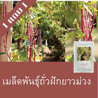 เมล็ดพันธุ์ถั่วฝักยาวม่วง 1แถม1 (150 เมล็ด) ถูกที่สุด!!