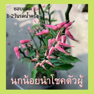 ต้นนกน้อยนำโชคตัวผู้ ดอกสีแดง ส่งพร้อมกระถาง8นิ้ว