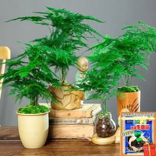 （คุณภาพสูง เมล็ด）50 Pcs/Pack Asparagus Fern Tree Seeds Mini Bamboo ต้นไม้มงคล ต้นไม้ฟอกอากาศเ/ผักชี ผัก ปลูก /ผักชี WLNZ