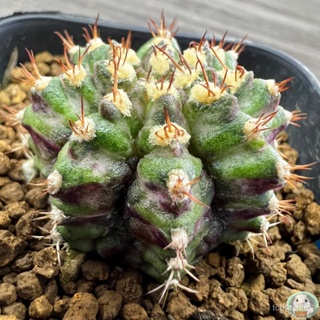 (B35) ต้นยิมโนหน้ายับ ลูก Trex ไม้เมล็ด - (gymnocalycium) - แคคตัส/ง่าย ปลูก สวนครัว เมล็ด/มะเขือ 8KF2