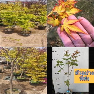 (1ต้น) เมเปิ้ล Maple Tree yellow ต้นเมเปิ้ล สี เหลือง สีเหลือง เมเปิ้ลเหลือง สวีสดรีม sweet dream ศรัณย์รักษ์