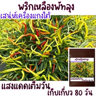 30 เมล็ด พริกเหลืองพัทลุง กลิ่นหอม เผ็ดร้อน! เมล็ดพันธุ์พริกเหลืองพัทลุง/ง่าย ปลูก สวนครัว เมล็ด/ผักชี CVL6