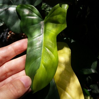 ฟิโลเดนดรอน ไวโอลีนด่าง Philodendron bipennifolium variegeted ได้ต้นตามภาพที่เลือก