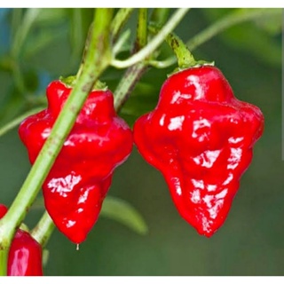 เมล็ดพันธุ์พริก ฮาบาเนโร่ แทสมาเนี่ยน Tasmanian Habanero Hot Pepper Seed บรรจุ 25 เมล็ด คุณภาพดี ของแท้ ราคาถูก นำเข้า