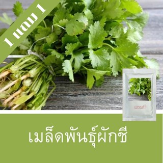 เมล็ดพันธุ์ผักชี 1แถม1 (750 เมล็ด) ถูกที่สุด!!