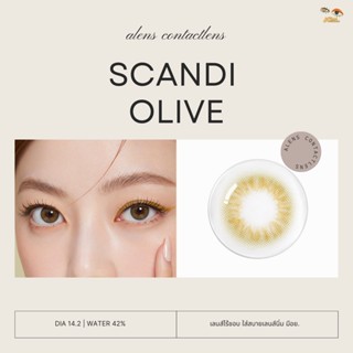 Scandi olive | เลนส์ไร้ขอบ รายเดือน