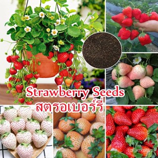 （คุณภาพสูง เมล็ด）1000 ชิ้น/ถุง Sweet Hybrid Strawberry Seeds พันธุ์ไม้ผล เมล็ดพันธุ์ Fruit Se/ง่าย ปลูก สวนครัว /ผักชี 0