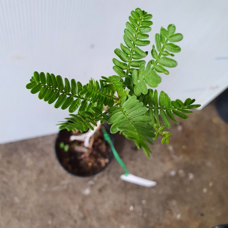 ต้น Bursera microphylla