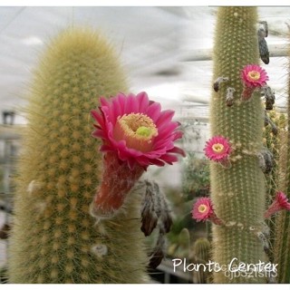 เมล็ดพันธุ์ ดอก คะน้า จุดประเทศไทย ❤กระบองเพชรไม้ลำ แคคตัส cactus Weberbauerocereus johnsonii F. Ritter 11-1 คละ/ง่ายครั