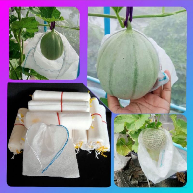 ถุงห่อผลไม้กันเเมลง (30*31cm.แพ็ค20ใบ) ถุงห่อเมล่อน ส้มโอ มะม่วงเขียวใหญ่ ชมพู่ แคนตาลูป - รูปที่ 3