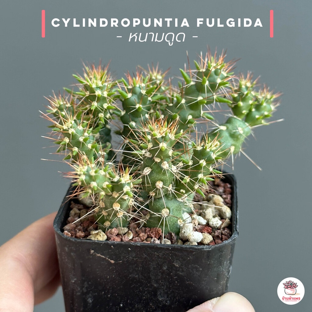 หนามดูด Cylindropuntia fulgida แคคตัส กระบองเพชร cactus&amp;succulent