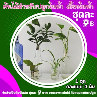 ไม้มงคล ต้นไม้จิ๋ว พืชฟอกอากาศ เลี้ยงในน้ำ ขายเป็นชุด 3 ต้น …