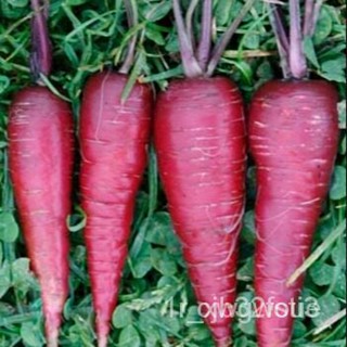 ผลิตภัณฑ์ใหม่ เมล็ดพันธุ์ 2022เมล็ดอวบอ้วน แครอทสีม่วง (Cosmic Purple Carrot Seed) 300 เมล็ด คุณภาพดี ราคาถูก ข /ต้นอ่อน