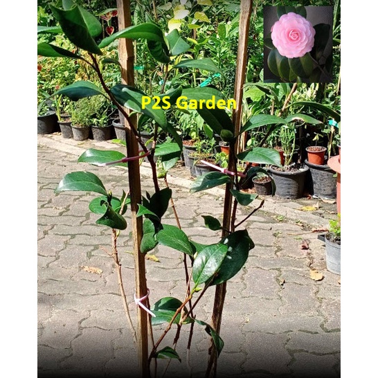 ต้น คาเมเลีย คามิเลีย Camellia ดอกสีชมพู สูง 50-100 ซ.ม. ต้นไม้นำเข้า