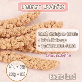 [Exotic land] พวงมิลเลตสำหรับสัตว์ฟันแทะ