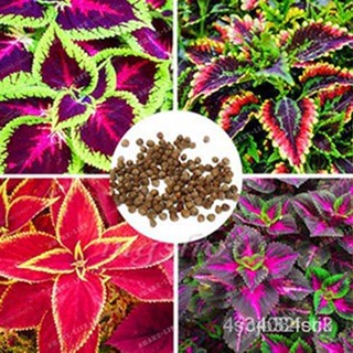 ผลิตภัณฑ์ใหม่ เมล็ดพันธุ์ 20pcs Coleus Seeds Flower Seeds Garden Foliage Plants #VC011【Buy 10 Packs for Free Shi/ต้นอ่อน