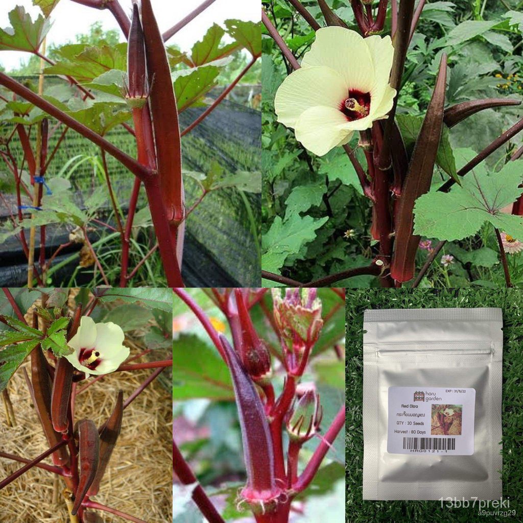 2022 seeds Okra red okra 3060 seeds, okra, okra, seeds, okra, seeds