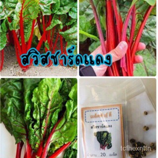 （คุณภาพสูง เมล็ด）เมล็ดพันธุ์ สวิสชาร์ดแดง 100 เมล็ด สวิสชาร์ดสีแดง Red Ruby Swiss Chard สวิสช/ง่าย ปลูก สวนครัว /ผักชี Z