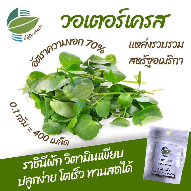 เมล็ดพันธุ์พืช วอเตอร์เครส (Water Cress)​