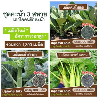 ชุดเมล็ดคะน้า 3 สหาย เอาใจคนรักคะน้า🥬 รวมกว่า 1,300 เมล็ด คะน้าเห็ดหอม คะน้ายอด คะน้าฮ่องกง