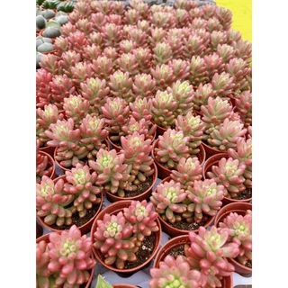 Sedum rubrotinctum Jelly been ด่างแดงเข้าใหม่สวยๆจ้า