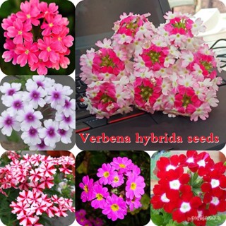 ผลิตภัณฑ์ใหม่ เมล็ดพันธุ์ 2022เมล็ดบอนสีแท้ บอนสี200 เมล็ด Verbena hybrida Seeds เมล็ดซากุระญี่ปุ่น บอนสีแปลกๆ ต/ดอก 4IC