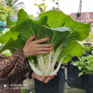 BENIH FAN PAK CHOY F1 HYBRID.SAWI BATANG PUTIH.SEED.