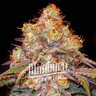 เมล็ดพันธุ์กัญชา Mandarin Cookies Feminised Cannabis Seeds เพศเมีย เมล็ดกัญชานอก เมล็ดค่าย Blimburn แท้100% แบ่งขาย