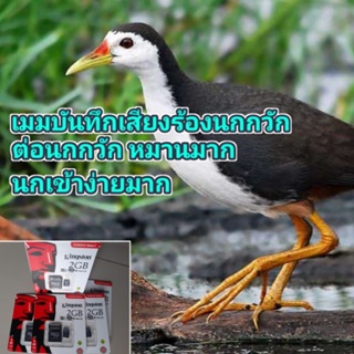 เสียงร้องนกกวัก/เสียงร้องนกไก่นา หมานที่สุดเปิดปุ้บนกมาทันที(เปิดบริเวณใกล้เคียงที่มีนกอยู่)