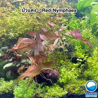 หัวบัวแดง - Red Nymphaea ต้นไม้น้ำ พร้อมปลูก ** กรุณาอ่านรายละเอียดก่อนสั่งซื้อ **