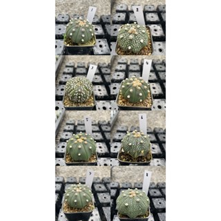 Astrophytum แคคตัส กระบองเพชร กระถางละ 20 บาท A04