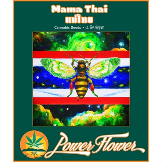 แม่ไทย กัญชาซาติวา เมล็ดกัญชา Mama Thai Skunk Regular Cannabis Seeds