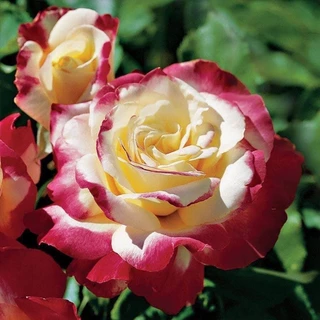 กุหลาบ-ดับเบิ้ลดีไลท์ “Double Delight” สีขาวเหลืองขอบแดง ดอกใหญ่ หอมแรง บานทน สีสันสดใส เลี้ยงง่าย