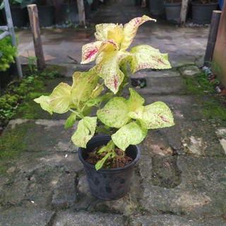 ต้นฤๅษีผสม Coleus ไม้ประดับใบสวย หลายสีในหนึ่งใบ